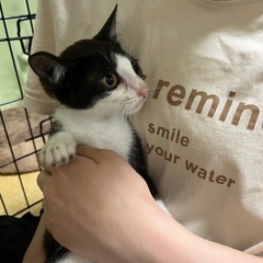 子猫里親募集🐱