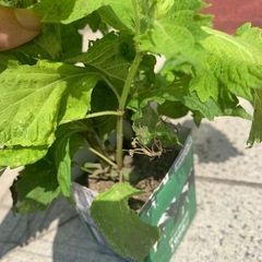 しその画像