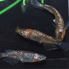 7/19（土）メダカ掬い&改良メダカ販売　カブトムシも。