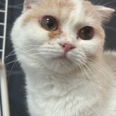 急募！1歳　スコティッシュ　女の子