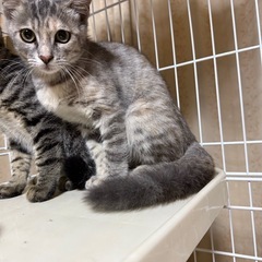 とても美猫5兄弟