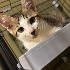 好奇心旺盛なサバ白仔猫