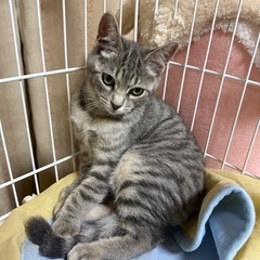 とても美猫の兄弟2
