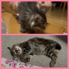＊保護猫ちゃんの里親さま募集＊