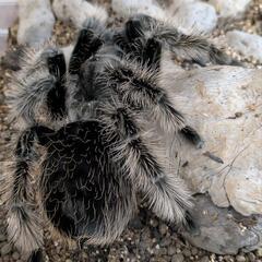 タランチュラの画像