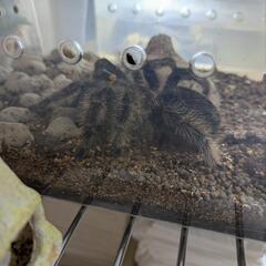 タランチュラの画像