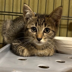 控えめなキジトラ仔猫