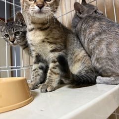とても美猫の兄弟3
