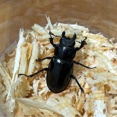 ミヤマクワガタ 成虫ペアの画像