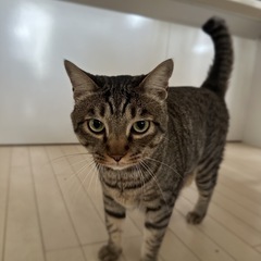 甘えん坊のキジトラ♂里親募集