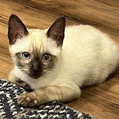 可愛いニャンコがずっとのおうちを待っています