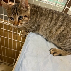 とても美猫の兄弟4
