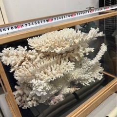 サンゴ　置物の画像