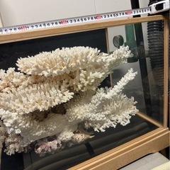 サンゴ　置物の画像