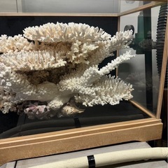 サンゴ　置物の画像