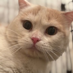 急募！スコティッシュ⭐️男の子