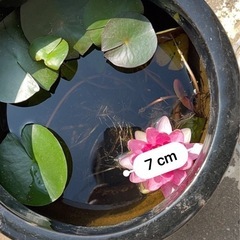 水蓮　一株の画像