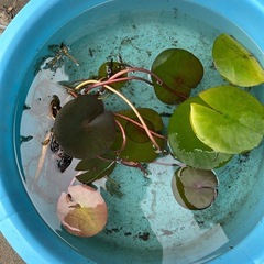 水蓮　一株の画像