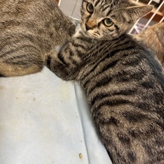 とても美猫の兄弟5