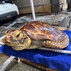 亀　剥製の画像