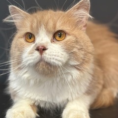 急募！スコティッシュ⭐️男の子