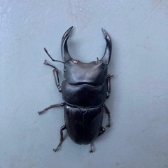 【能勢YG血統】オオクワガタ♂　81.7mm ★血統証明書付き！の画像