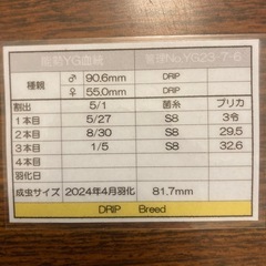【能勢YG血統】オオクワガタ♂　81.7mm ★血統証明書付き！の画像