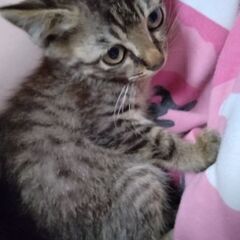 お目々がくりくりなキジの子猫♂!