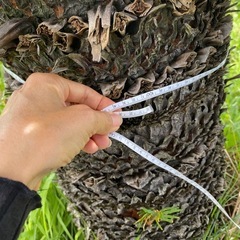【訳あり】大きなソテツ　植木　　観葉植物の画像
