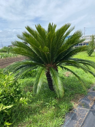 【売約済み】大きなソテツ　植木　　観葉植物