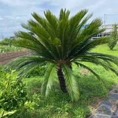 【訳あり】大きなソテツ　植木　　観葉植物の画像