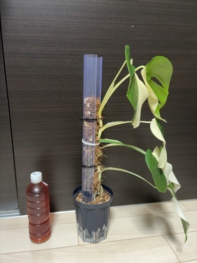 観葉植物　斑入りモンステラ　ハーフムーン