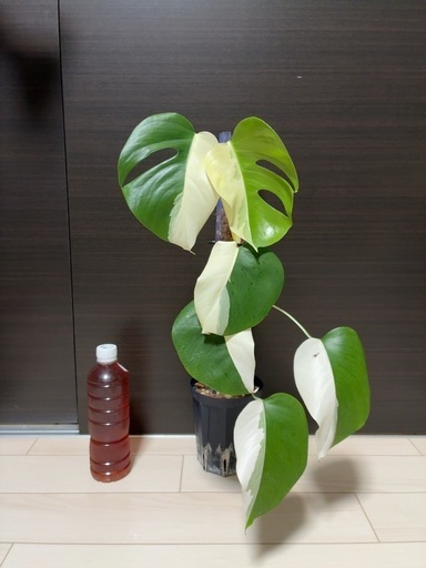 観葉植物　斑入りモンステラ　ハーフムーン