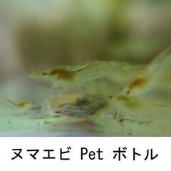 ミナミヌマエビペットボトル4 アクアリウム水槽AquariumTank。海老水草底ビオトープ飼育鑑賞自然繁殖稚エビ抱卵エビ癒水生生物混泳メダカ熱帯魚淡水。東京都府中市八幡町の画像