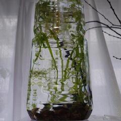 ミナミヌマエビペットボトル4 アクアリウム水槽AquariumTank。海老水草底ビオトープ飼育鑑賞自然繁殖稚エビ抱卵エビ癒水生生物混泳メダカ熱帯魚淡水。東京都府中市八幡町の画像