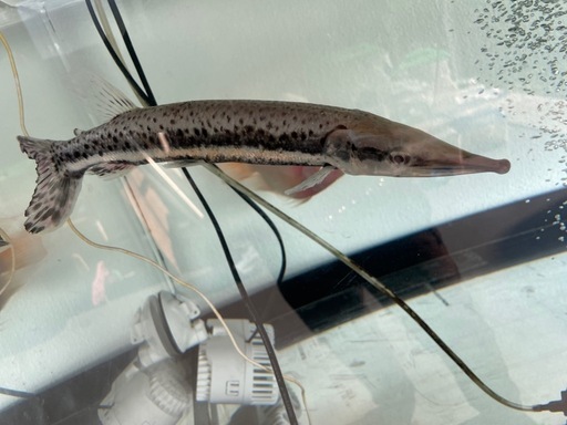 スポテットハイドロガー