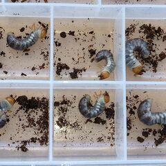 本土ヒラタ　ヒラタクワガタ　【種親特大】幼虫6頭　※ラストの画像