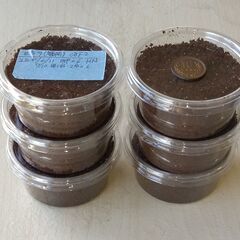 本土ヒラタ　ヒラタクワガタ　【種親特大】幼虫6頭　※ラストの画像