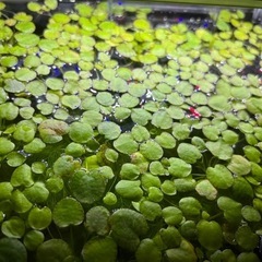 アミゾンフロッグピット【もらってくださる方が見つかりました】の画像
