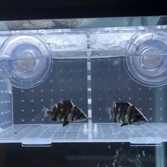 水槽隔離ケースの画像