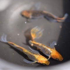 竜章鳳姿　1ペア+若魚3匹の画像