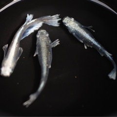 グラディオ　1ペア+1  +おまけ　の画像