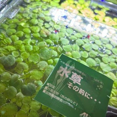 アミゾンフロッグピット【もらってくださる方が見つかりました】の画像