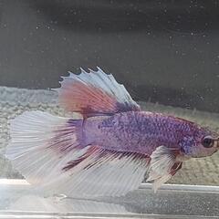 【自家繁殖】熱帯魚　闘魚　ベタ　の画像
