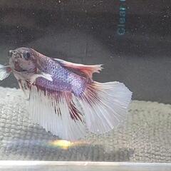 【自家繁殖】熱帯魚　闘魚　ベタ　の画像