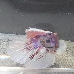 【自家繁殖】熱帯魚　闘魚　ベタ　の画像