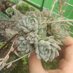多肉植物 プロリヒィカ🌺の画像