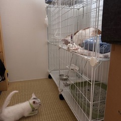 ペット用ケージ→2か月ちょど使いました。の画像