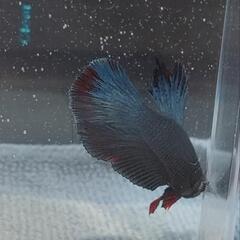 【自家繁殖】熱帯魚　闘魚　ベタの画像