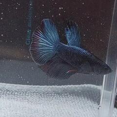 【自家繁殖】熱帯魚　闘魚　ベタの画像